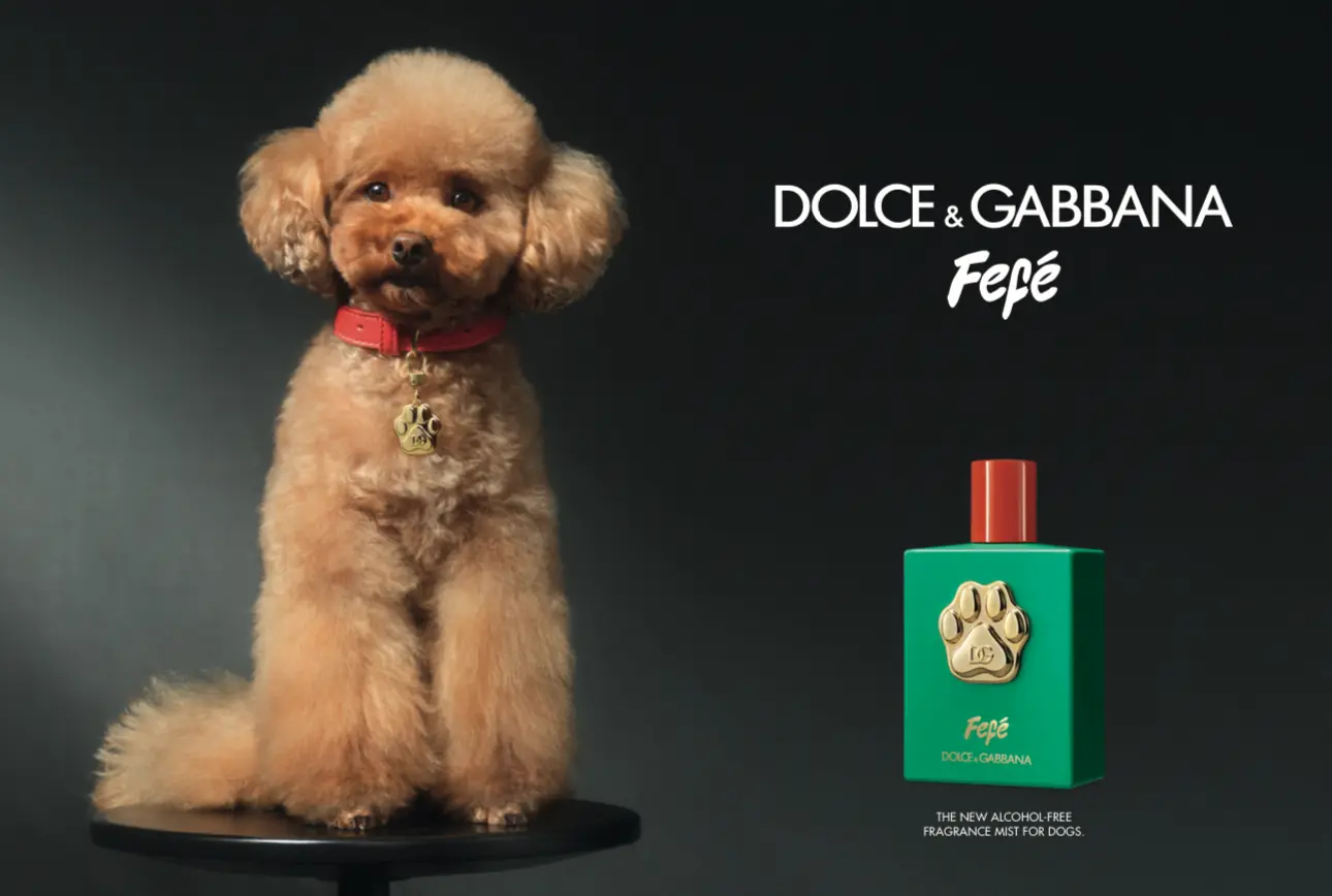 Dolce&Gabbana presents Fefé, the brand’s 1st alcohol-free fragrance for dogs. 5